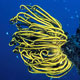 Yellow crinoid