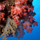 Soft Corals on reef