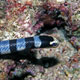 Banded sea krait