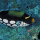 Clown triggerfish