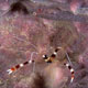 Banded coral shrimp