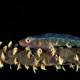 Whip coral goby