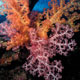 Soft corals at Magic island