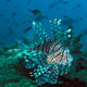 Lionfish cruising