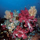 Viti Levu Reef