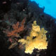 Yellow soft corals and diver