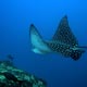 Eagle ray