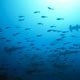 hammerheads