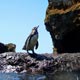 Galápagos Penguin