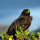 Galápagos hawk