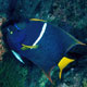 King Angelfish