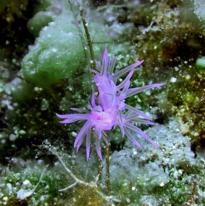 Flabellina affinis nudibranch