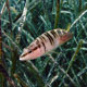 Serranus scriba - Painted comber 