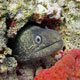 Mediterranean moray - Muraena helena