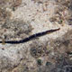 Black-striped pipefish