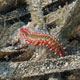 Bearded fire worms - Hermodice carunculata