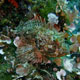 Red scorpionfish