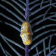 Flamingo tongue