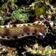 Purple-spotted Sea Goddess nudibranch
