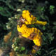 Longsnout seahorse