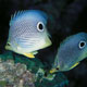 Foureye butterflyfish