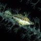 Juvenile slender filefish