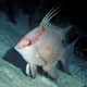 Hogfish, intermediate stage