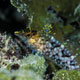 Diamond blenny