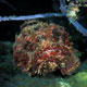 Spotted scorpionfish