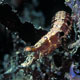 Mantis shrimp, Pseudosquilla ciliata