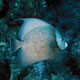 Gray angelfish