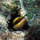 Wrasse blenny