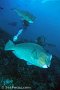 Cape Kri - Bumphead parrotfish
