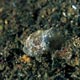 juvenile frogfish