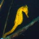 seahorse at Secret Bay