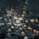 Mimic Octopus, Puri Jati