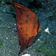 Circular batfish juvenile, Puri Jati