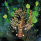 Juvenile lionfish, Puri Jati