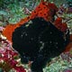 Giant frogfish