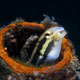 Goby in the neck of a bottle