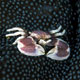 Porcelain crab on anemone