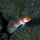 Flagtail shrimp goby