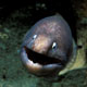 White-eyed moray