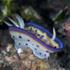 Chromodoris Kuniei at Amed