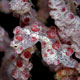 Pygmy seahorse, Pyramids, Amed