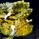 Leaffish, Japanese Wreck
