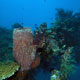 The Liberty Wreck