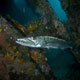 The Liberty Wreck's resident barracuda