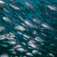 Schooling jacks near The Liberty Wreck