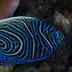 Juvenile Emperor angelfish